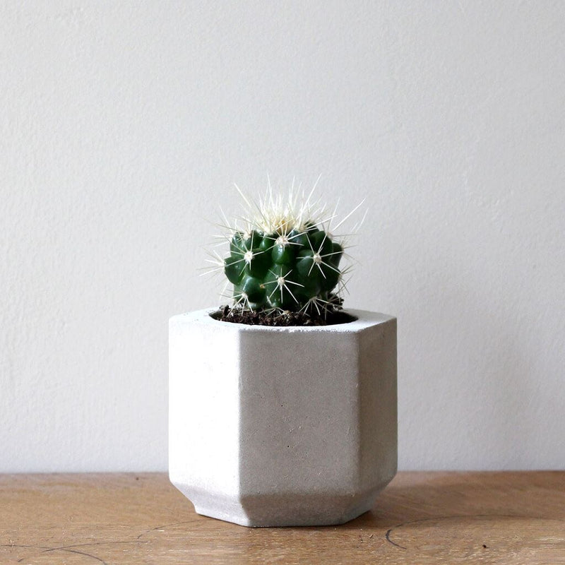 Cacti And Succulent Concrete Planter Short