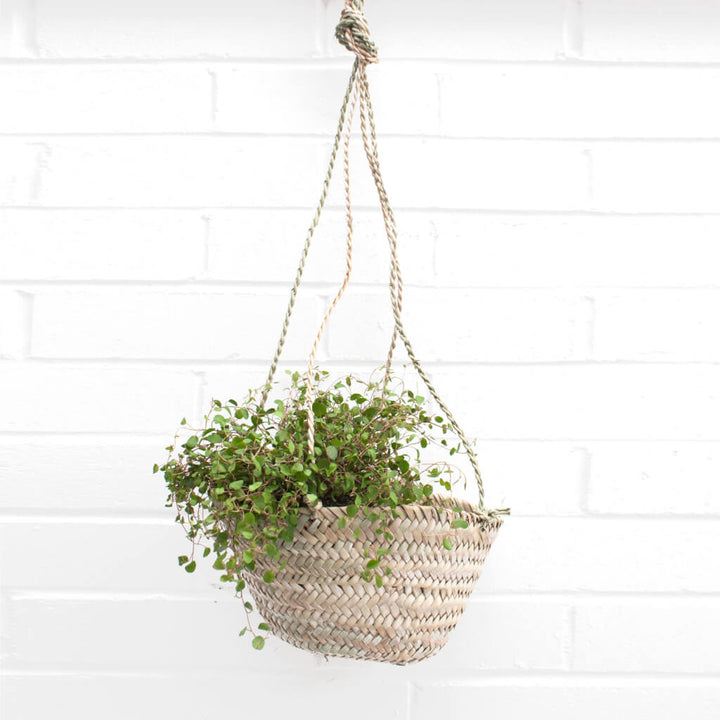 Hanging Plant Basket