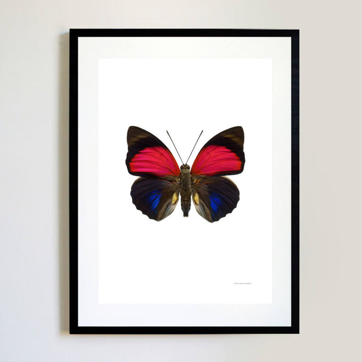 Pink Butterfly Magnified Insects Print