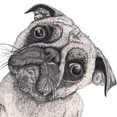 Pug Hand Drawn Illustration