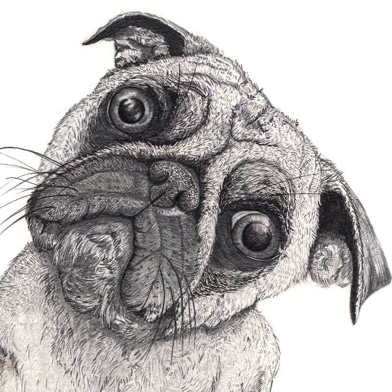 Pug Hand Drawn Illustration