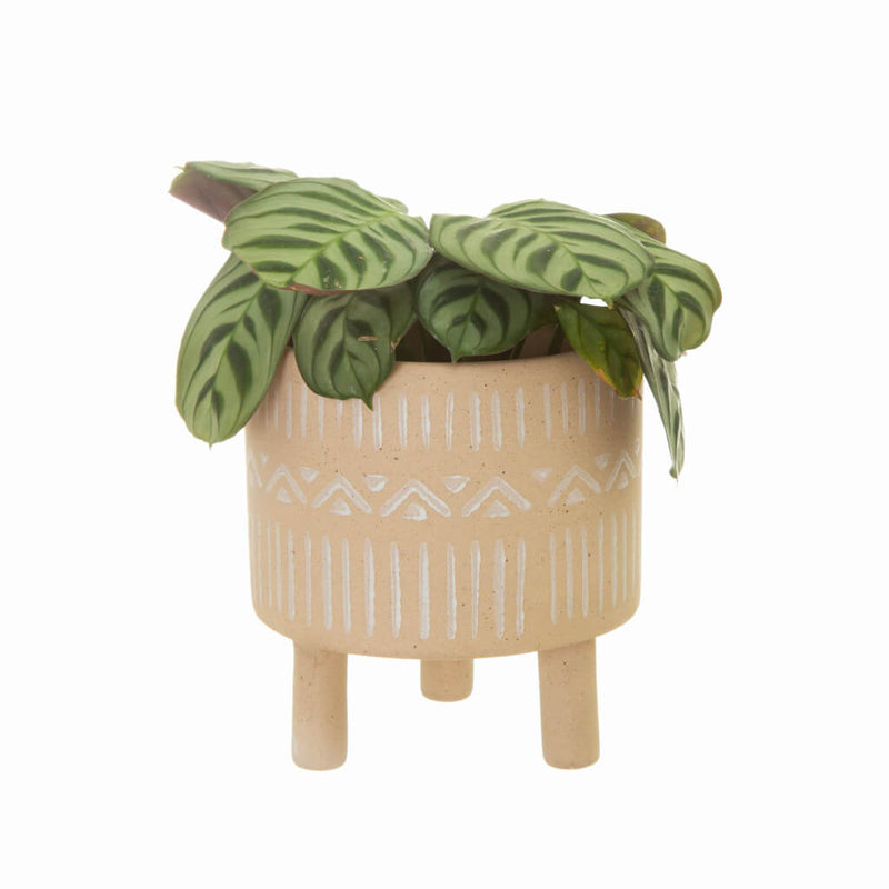 Sandy Planter with Legs